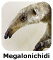 Megalonichidi
